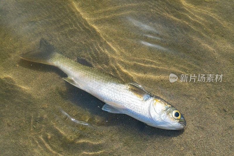 奥林匹克海峡死鱼Gavà -水中含氧量低。